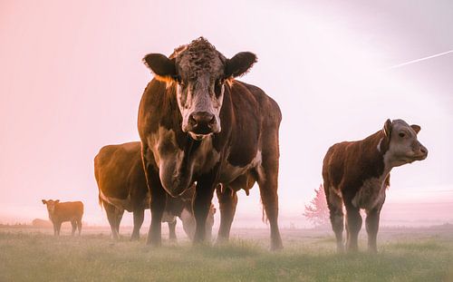 Koeien in de mist.
