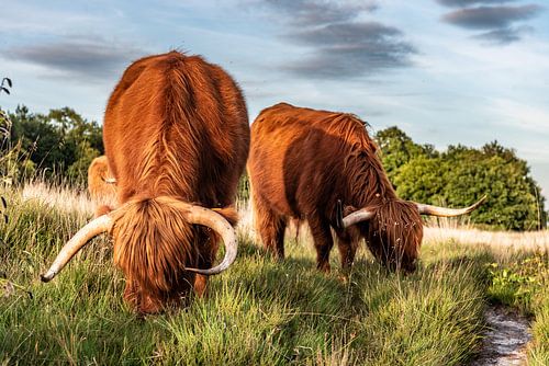 Schotse hooglanders in vrijheid