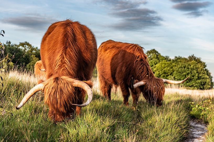 Scottish Highlanders in freedom by Mariska Knol