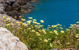 Flowers of Greece by Ton Tolboom