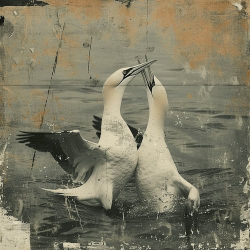 Gentle Great Gannet Embrace