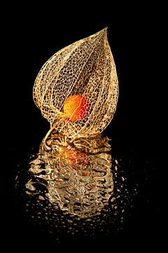 Lampionblume, goldene Schönheit