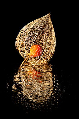 Lantern plant, golden beauty by SO fotografie