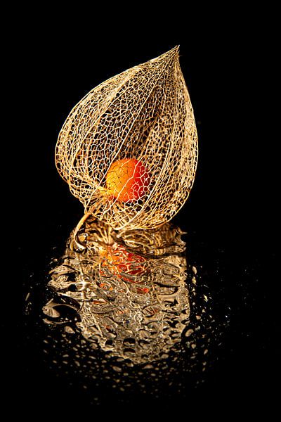 Lampionblume, goldene Schönheit von SO fotografie