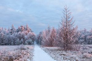 Frühes Streiflicht auf Winterlandschaft