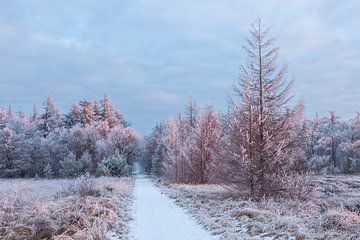 Vroeg strijklicht op winterlandschap van Karla Leeftink