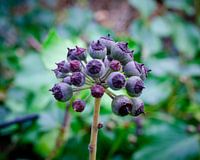 Hedera Hibernica