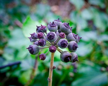 Hedera Hibernica van Matthijs Noordeloos