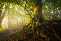 Spring dream - Tree in the morning sun