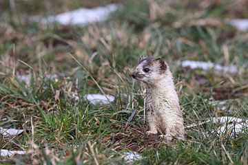 Stoat (Mustela erminea) belette à queue courte Allemagne