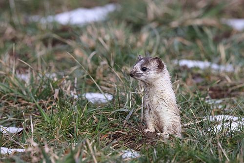 Stoat (Mustela erminea) kortstaartwezel Duitsland