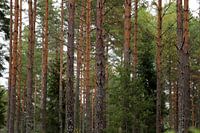 Kiefern: Rot, Grau und Grün