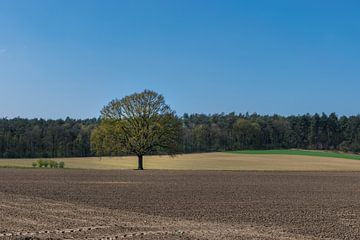 eenzame boom in het open veld