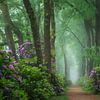Rododendrons in een mistig bos van Martin Podt