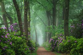 Rhododendren in einem nebligen Wald von Martin Podt