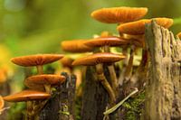 Paddenstoelen