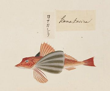 Chelidonichthys spinosus, Kawahara Keiga van Fish and Wildlife
