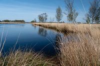 water, dry grass and a row of trees in the barger moor.