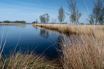Wasser, trockenes Gras und eine Baumreihe im Bargermoor.