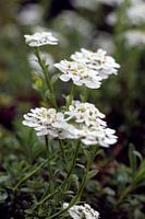 White flowers