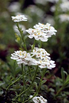 Witte bloemen van Felisa Friedman
