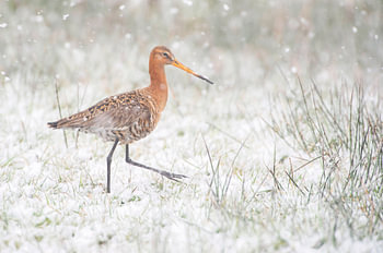 Black-tailed godwit (limosa limosa) during a snow shower in a meadow in Friesland, the Netherlands