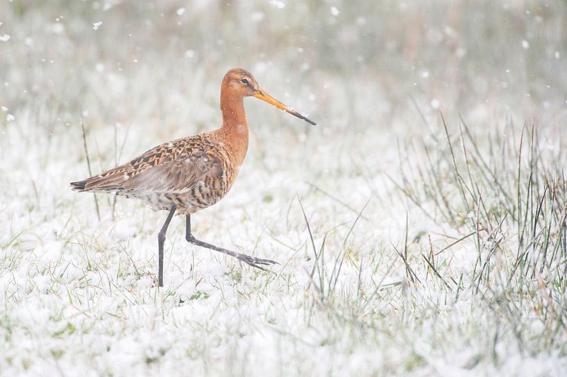 Uferschnepfe (limosa limosa) während eines Schneeschauers auf einer Wiese in Friesland von Marcel van Kammen