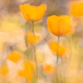 Poppy love - poppies by Brigitte van Krimpen