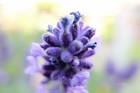 Power Flower 1