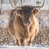 Schottischer Highlander im Schnee von Ans Bastiaanssen