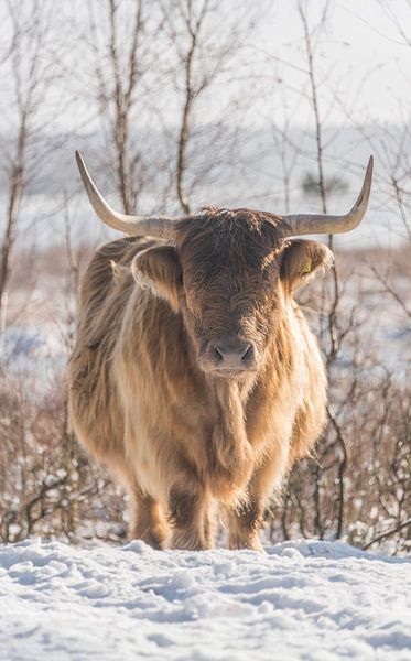 Scottish Highlander in the snow by Ans Bastiaanssen