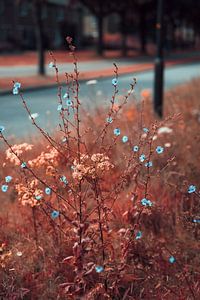 Fleurs infrarouges