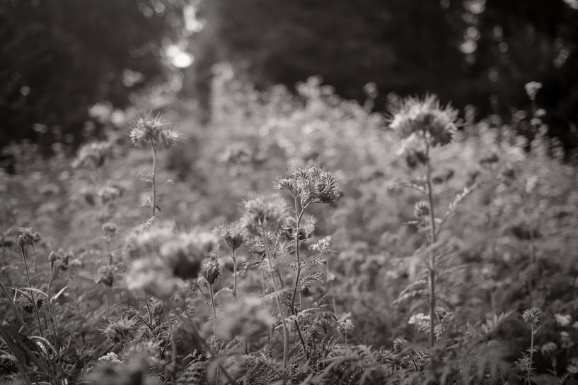 Field 03 by Albert Hartwig