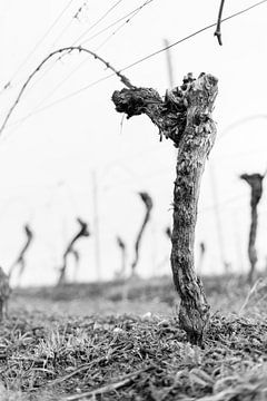 Dancing vines by Berthold Ambros