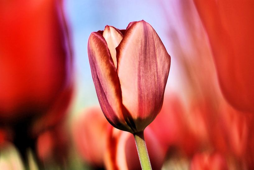 Fower Power 3 by Bee Art foto