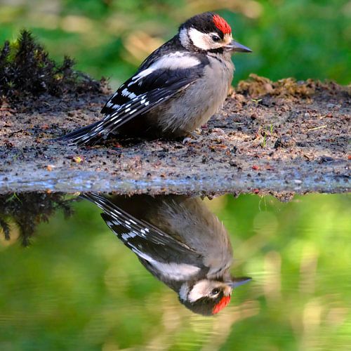 Grote Bonte Specht (juveniel) van Sabrina de Vries