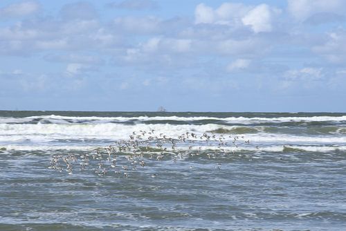 Groupe de bécasseaux sanderling en vol Terschelling