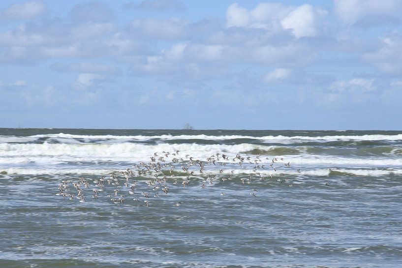 Gruppe von Sanderlingen im Flug Terschelling von Paul van Slobbe