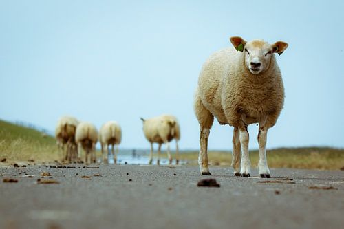 Schapen op Ameland