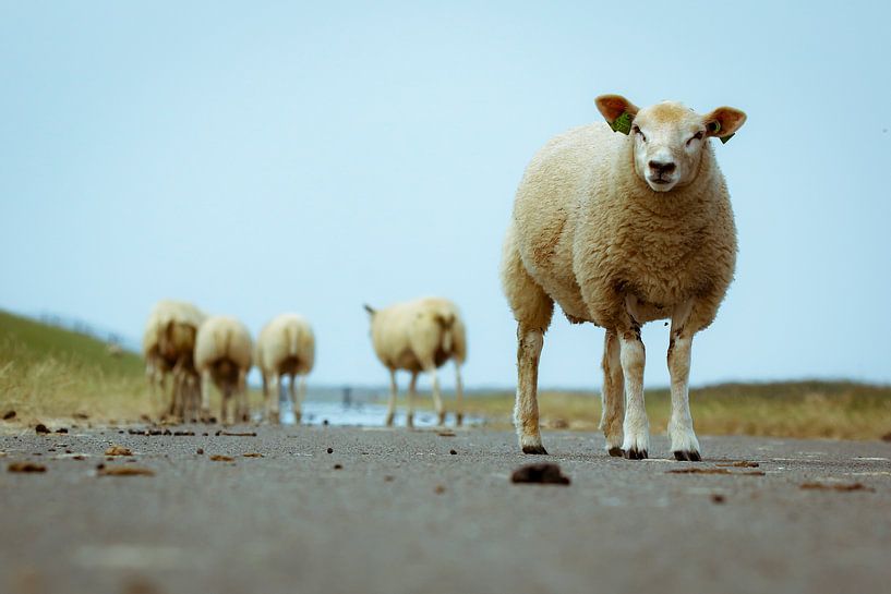 Sheep on Ameland by Génol de Jong
