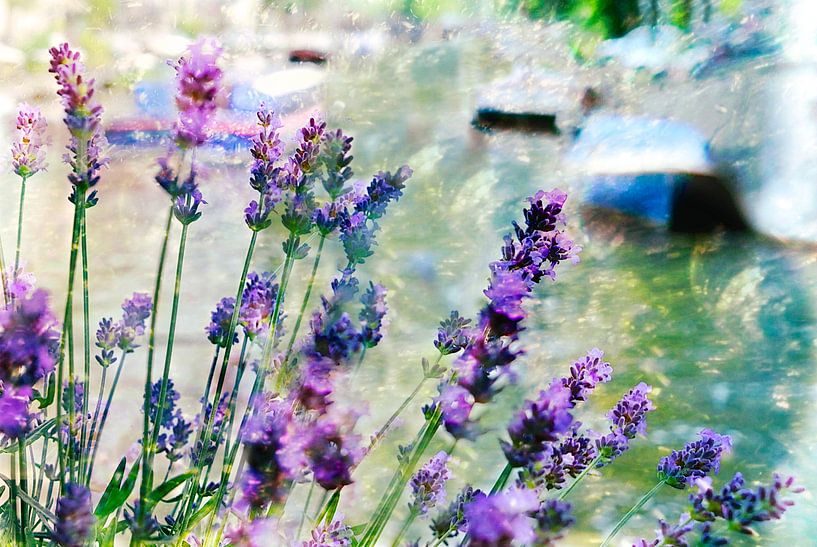 Lavanda / Prinsengracht by Marianna Pobedimova