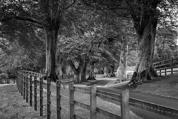Bomenlaan in Ierland van Roland Brack