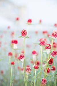 Feldblumen von Ellis Peeters