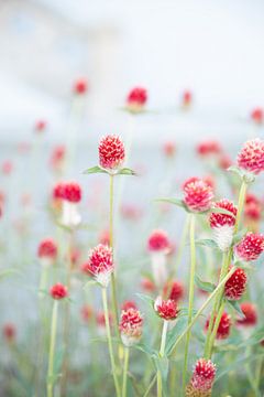 Fieldflowers