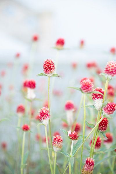 Fieldflowers by Ellis Peeters