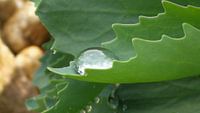 Raindrops 