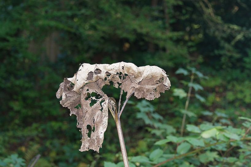 der Sommer ist vorbei von Peter Eckert