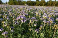 bijenvriend, tufted beauty, tansy phacelia, phacelia van Karina Gebert thumbnail