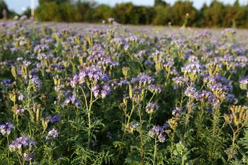 bijenvriend, tufted beauty, tansy phacelia, phacelia van Karina Gebert