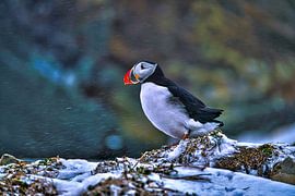 Puffin in a snowstorm by Kai Müller